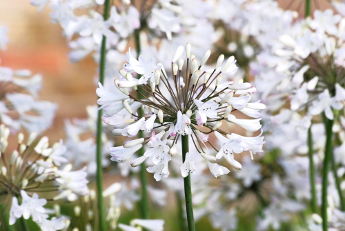 Agapanthus white
