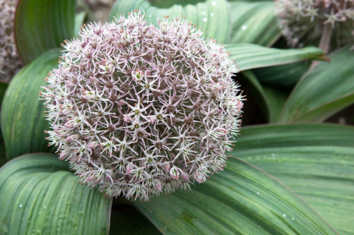 Allium karataviense