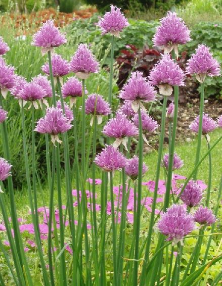 Schoenoprasum (chive)