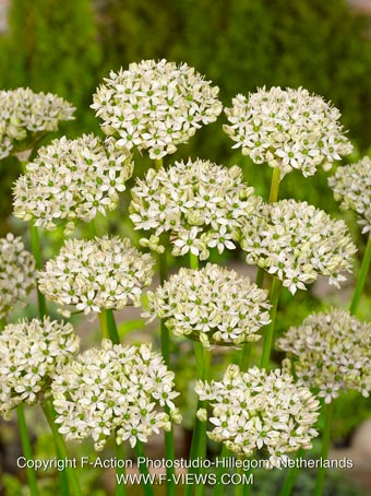 Allium nigrum