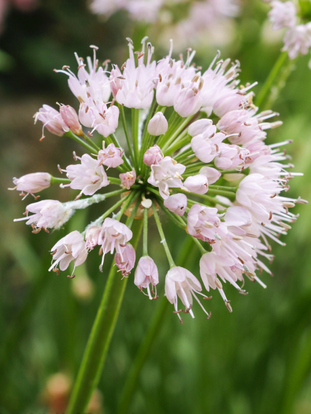 Senescens ssp montanum