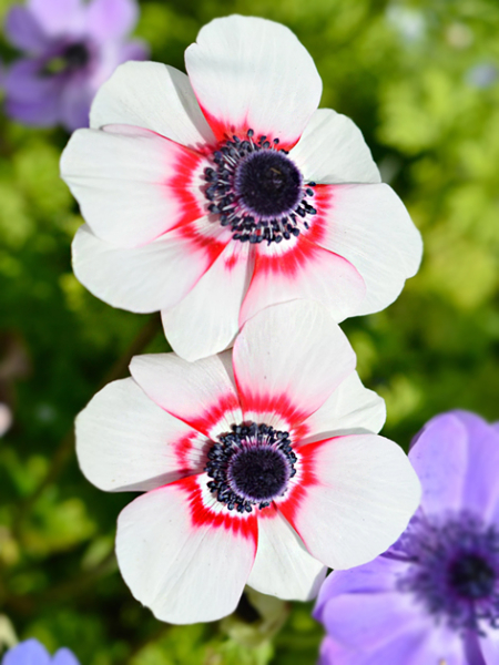 Bicolor/duet coronaria