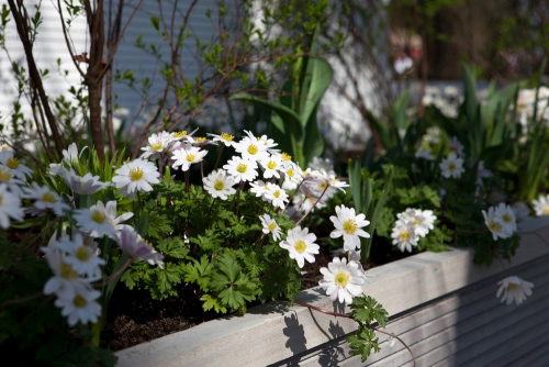 White splendour blanda