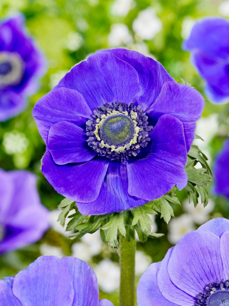 Mr. fokker coronaria