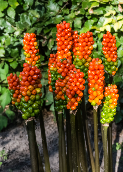 Arum italicum