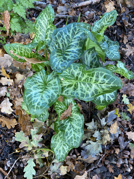 Arum italicum