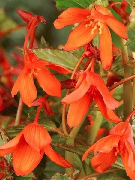 Bertinii boliviensis orange