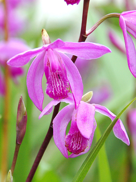 Bletilla striata pink