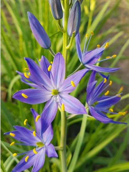 Camassia orion quamash