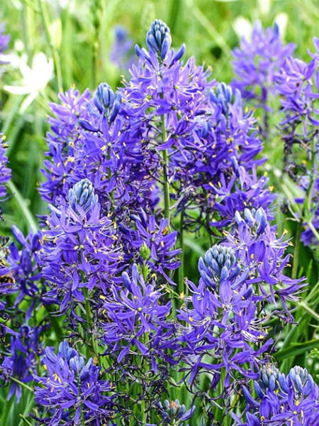 Camassia esculenta quamash