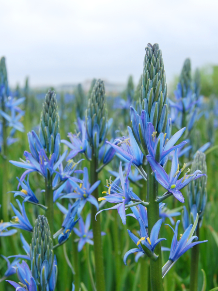 Camassia blue candle leichtlinii