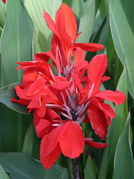 Canna brilliant red
