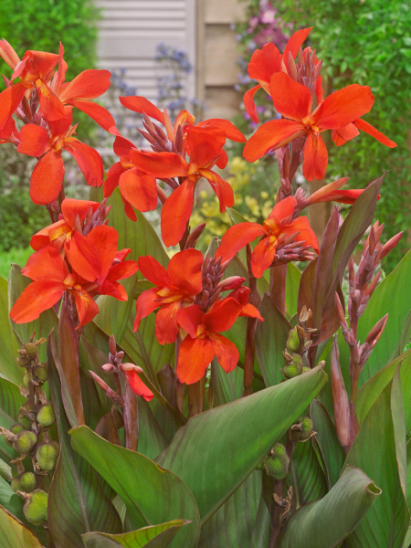 Canna crimson beauty