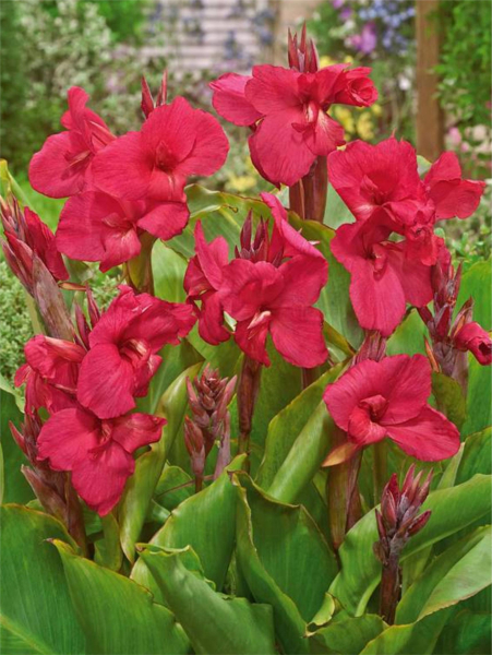 Canna empire