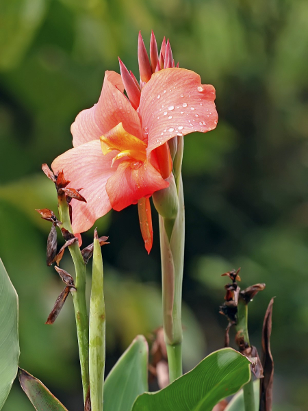 Canna peach blush
