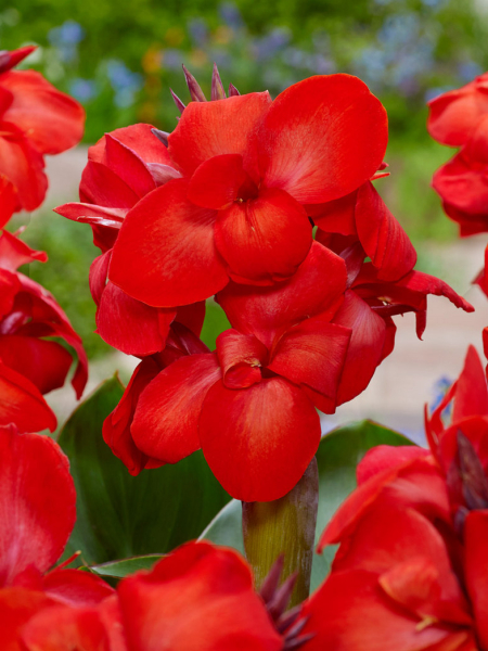 Canna red