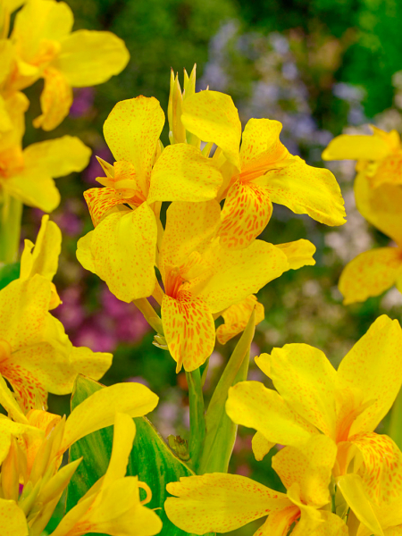 Canna tropical yellow