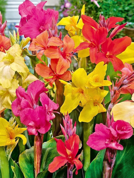 Canna mixed