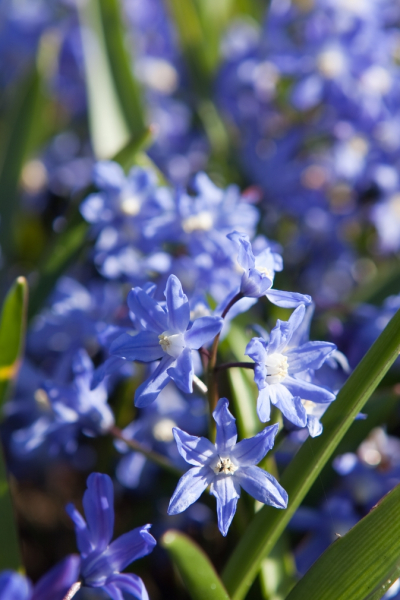 Chionodoxa sardensis