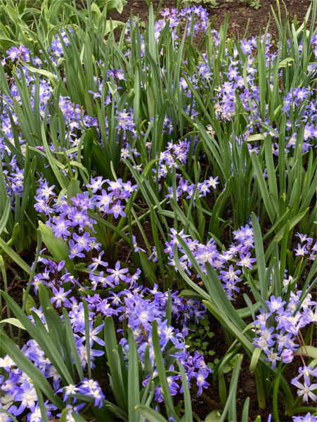 Chionodoxa blue giant forbesii