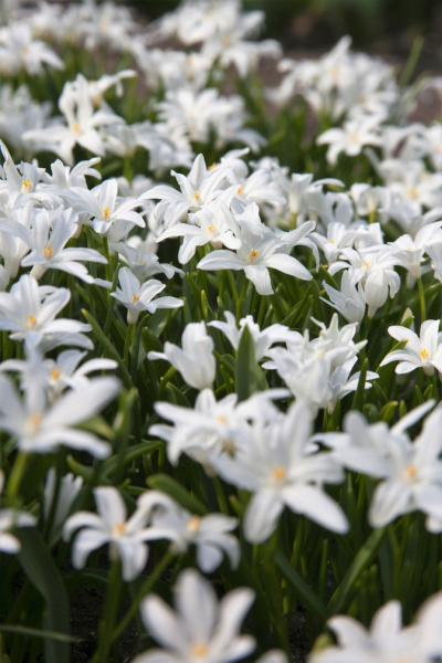 Chionodoxa luciliae alba