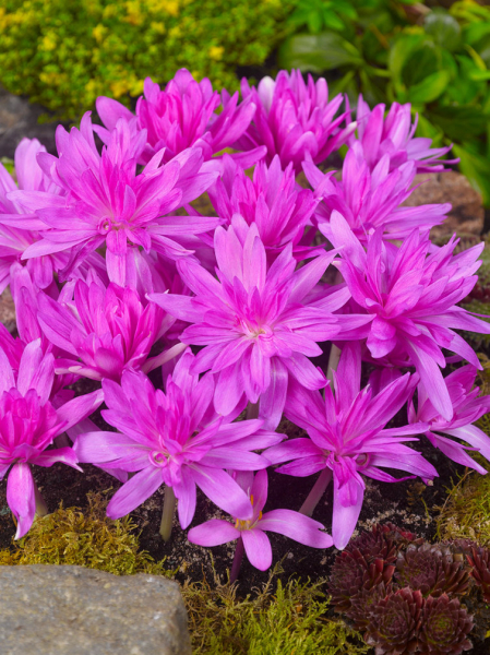 Colchicum waterlily