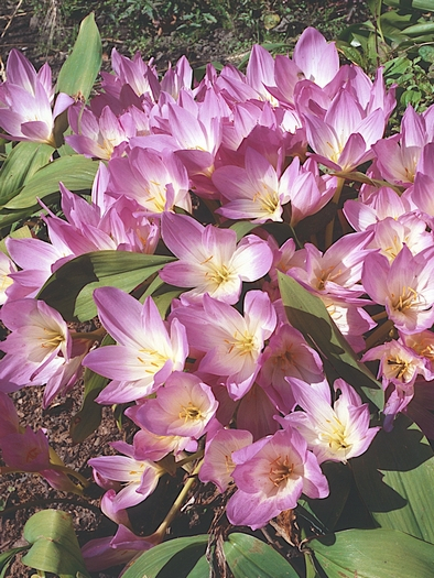 Colchicum speciosum