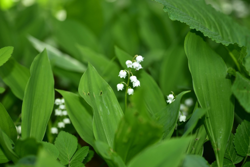 Convallaria majalis