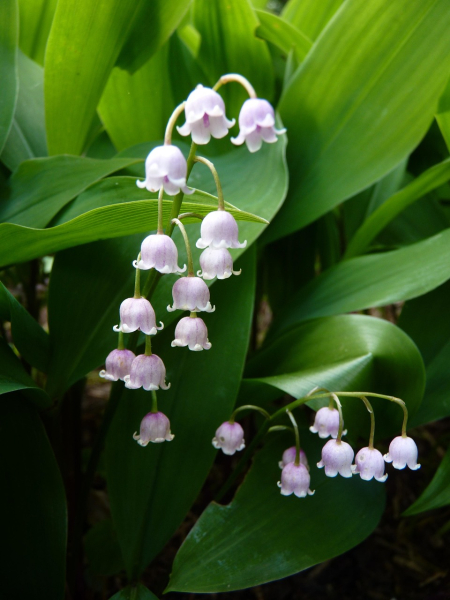 Convallaria majalis rosea