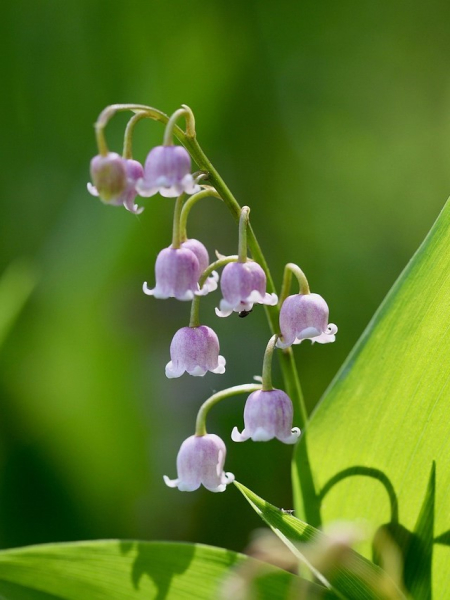 Convallaria majalis rosea