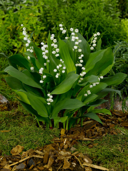 Convallaria majalis