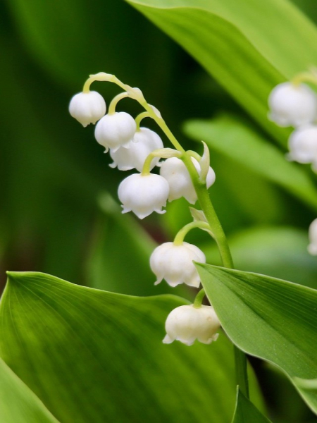 Convallaria majalis