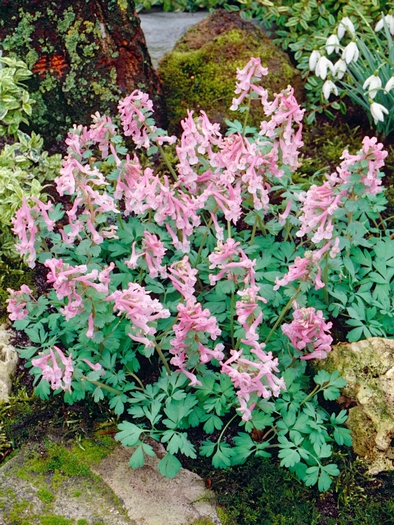 Corydalis solida beth evans