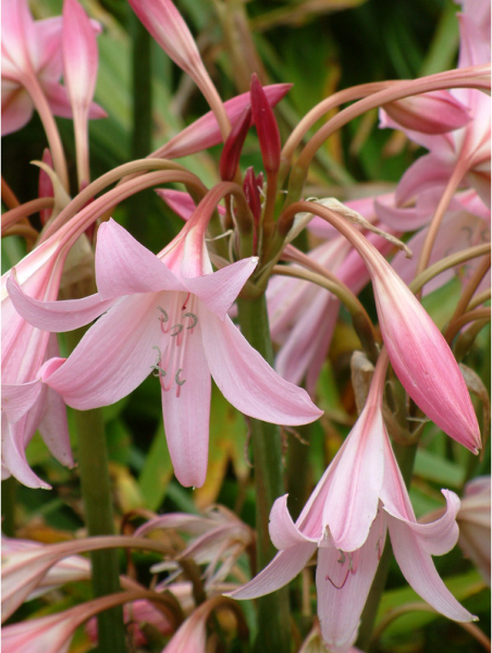 Crinum powellii rosea
