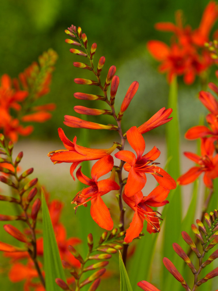 Crocosmia lucifer (firey stars)