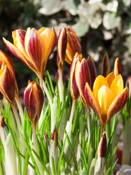 Bronze form angustifolius