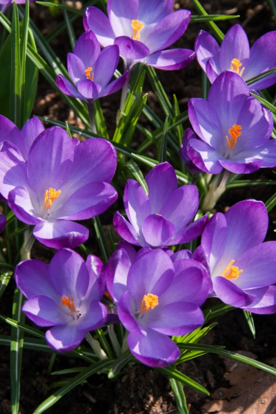 Ruby giant tommasianus