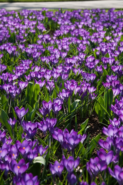 Ruby giant tommasianus