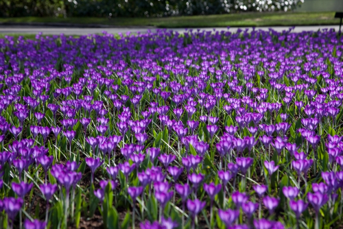 Ruby giant tommasianus