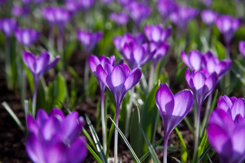 Ruby giant tommasianus