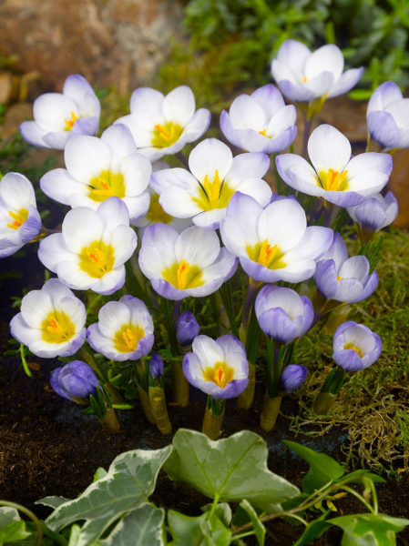 Blue bird chrysanthus
