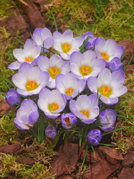 Blue pearl chrysanthus