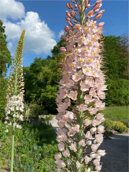 Eremurus oase