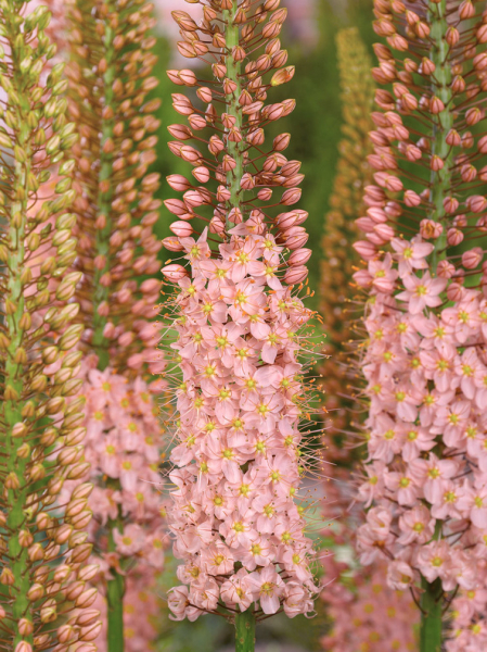 Eremurus romance