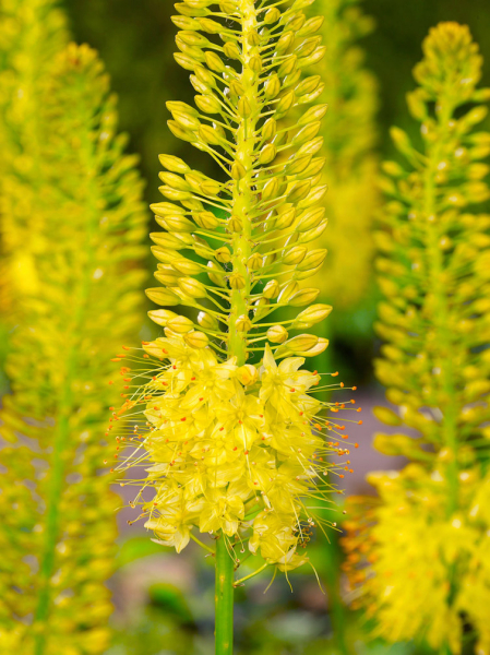 Eremurus yellow cleopatra