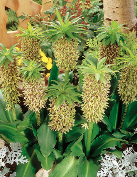 Eucomis bicolor