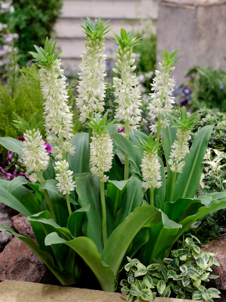 Eucomis autumnalis white
