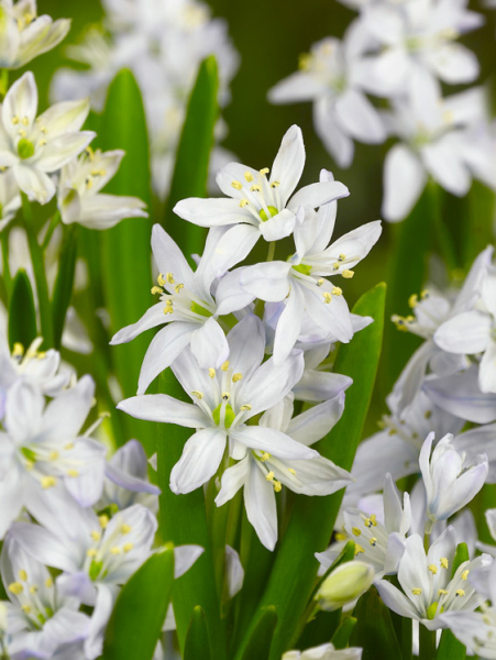 Scilla mischtschenkoa