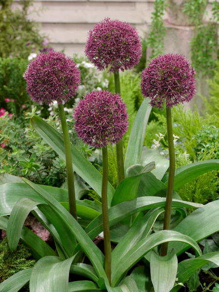 Allium ostara