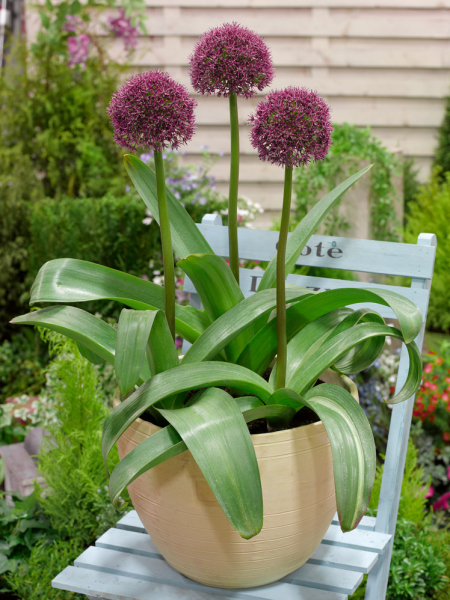Allium ostara